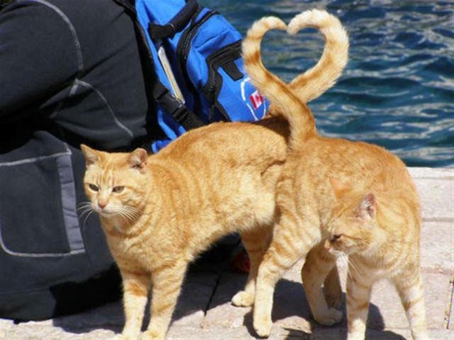 10 Foto Dadakan Kucing Lucu yang Diambil Tepat Waktu, Keren Hasilnya!